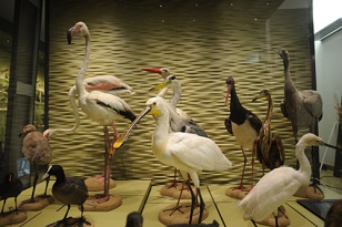 Toutes les richesses naturelles du Var Collections : L'Objet du mois Evenements : L'Agenda Plusieurs programmes de recherche. Visite du Jardin du Las ACCEDEZ AU SITE DU MUSEUM ...